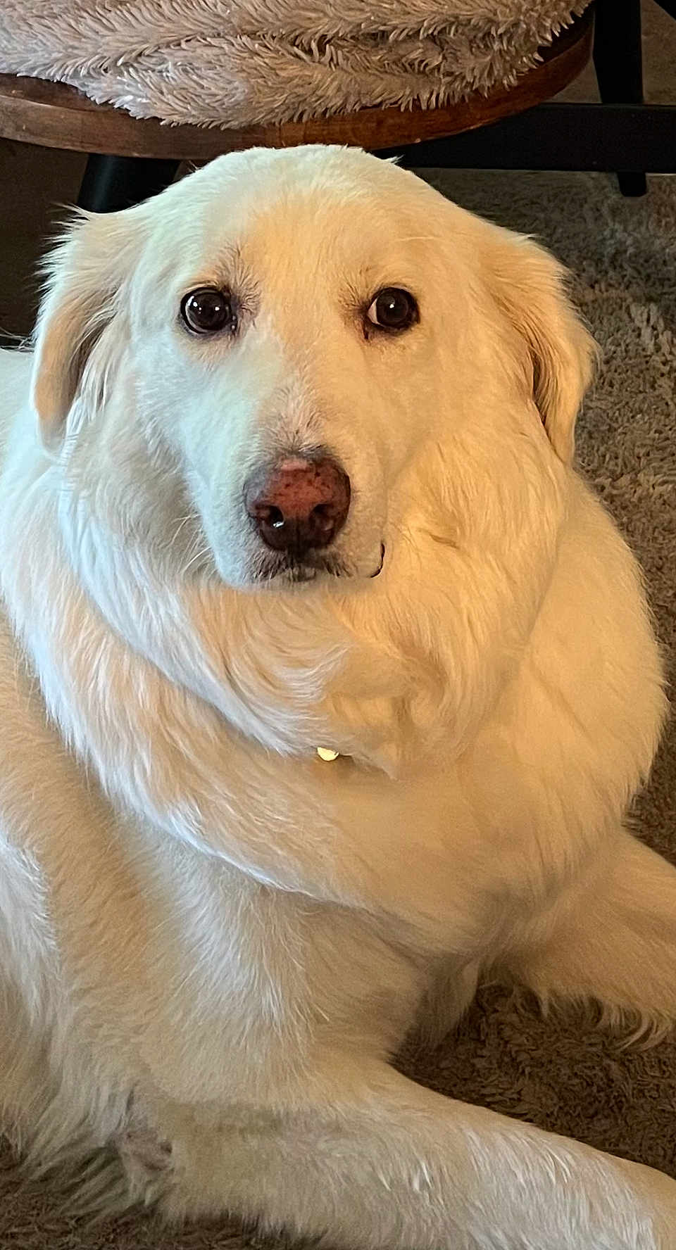 Caccia joined the competition — help win amazing prizes! dog, white_dog, pet, indoor, carpet, furniture, blanket, wood, closeup, portrait, fluffy, animal, canine, looking, relaxed, laying_down, fur, snout, ears, eyes