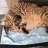 Fripouille a rejoint le concours — aidez-le/la à gagner de superbes lots ! cat, tabby_cat, fluffy, long_hair, sleeping, relaxed, belly_up, paws, whiskers, fur, brown, striped, pet, animal, couch, blanket, indoor, home, nap, cozy