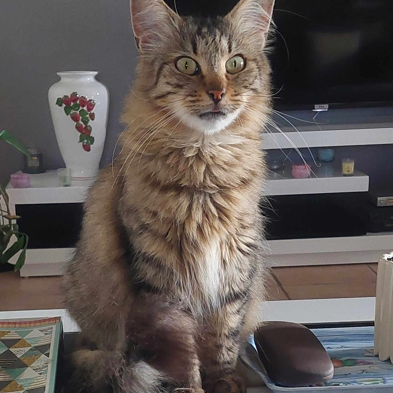 Fripouille a rejoint le concours — aidez-le/la à gagner de superbes lots ! book, cat, closeup, curious, decor, domestic_animal, feline, fluffy, furniture, glasses_case, indoor, living_room, pet, plant, sitting, tabby_cat, table, television, tray, vase