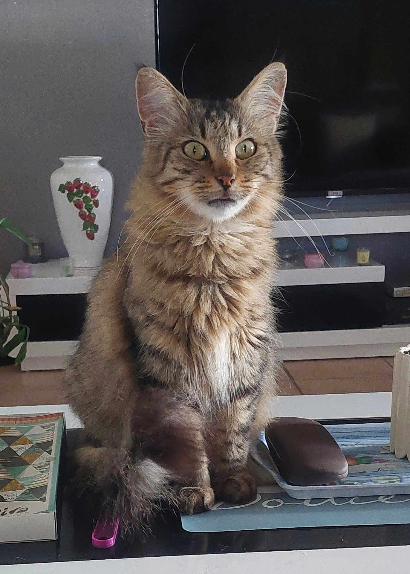 Fripouille a rejoint le concours — aidez-le/la à gagner de superbes lots ! cat, tabby_cat, feline, pet, indoor, table, book, glasses_case, tray, vase, television, living_room, furniture, decor, plant, curious, fluffy, sitting, closeup, domestic_animal
