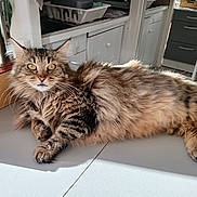 Fripouille participe au concours pour gagner de l'argent avec cette photo : cat, tabby, fluffy, long_hair, pet, feline, animal, whiskers, green_eyes, portrait, lying_down, relaxed, indoor, kitchen, floor, wood, furniture, sunlight, striped_fur, adorable