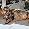 cat, tabby, fluffy, long_hair, pet, feline, animal, whiskers, green_eyes, portrait, lying_down, relaxed, indoor, kitchen, floor, wood, furniture, sunlight, striped_fur, adorable