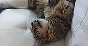 Fripouille a rejoint le concours — aidez-le/la à gagner de superbes lots ! cat, fluffy, longhaired, brown, white, tabby, upside_down, lying_down, relaxed, playful, paws, whiskers, fur, couch, sofa, indoor, home, pillow, portrait, funny