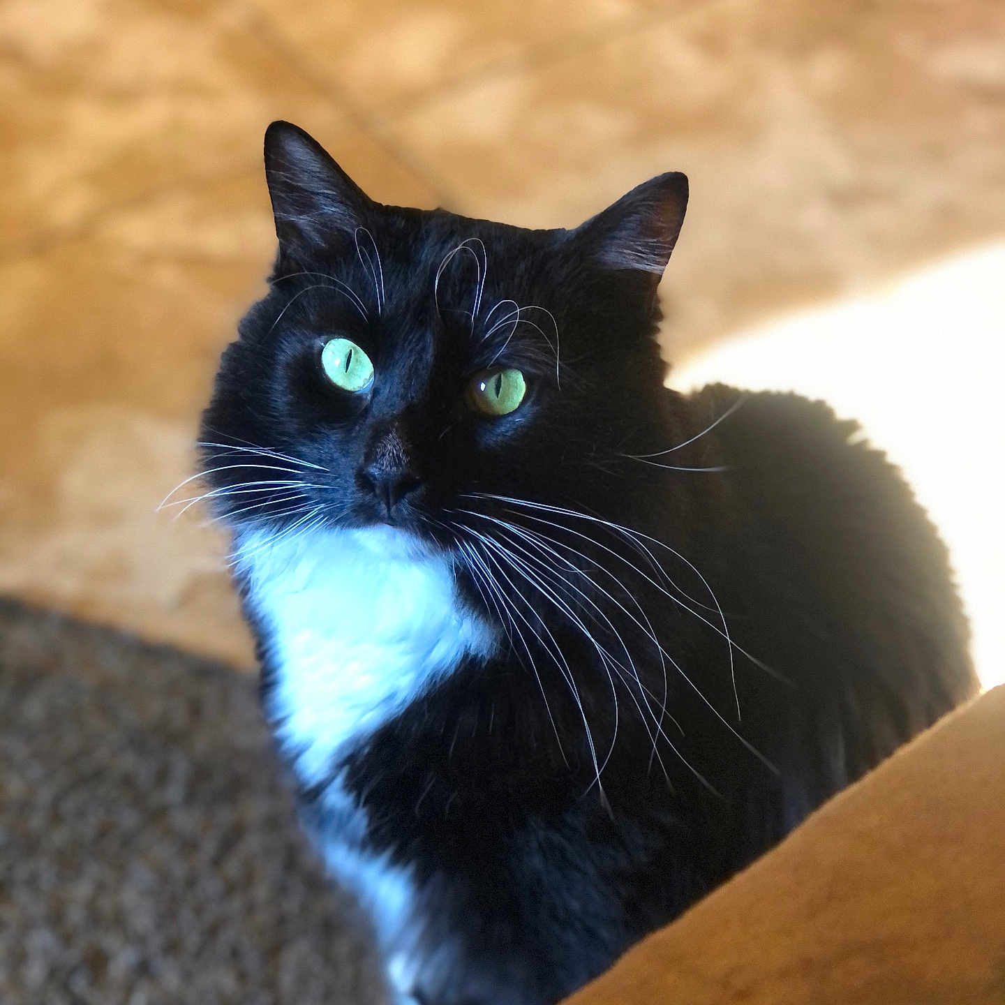Kodak joined the competition — help win amazing prizes! abyssinian, animal, blackcat, cat, kitten, manx, pet