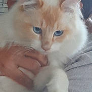 Oreo a rejoint le concours — aidez-le/la à gagner de superbes lots ! cat, blue_eyes, fluffy, white_fur, orange_fur, pet, hand, person, holding, indoor, closeup, face, fur, animal, mammal, domestic_animal, cute, soft, portrait, comfort