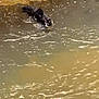 Acre is registered to the contest to win money with this photo: dog, water, swimming, mud, ripples, outdoor, animal, pet, nature, riverbank, muddy, paddling, black_and_white, canine, wet, shore, daylight, adventure, movement, playful