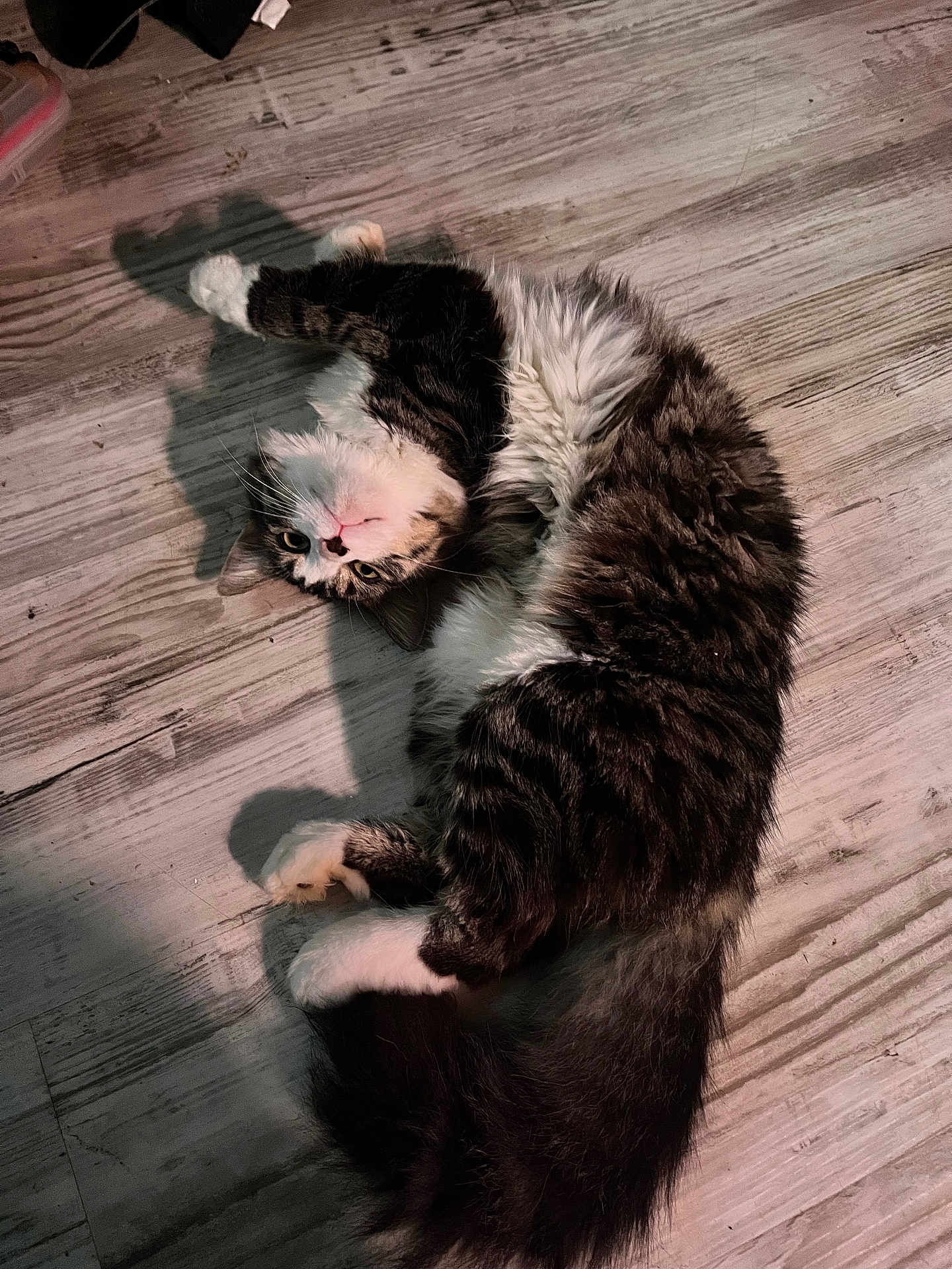Acre joined the competition — help win amazing prizes! cat, feline, pet, fluffy, fur, whiskers, floor, wooden_floor, lying_down, playful, relaxed, curious_eyes, shadow, indoor, animal, mammal, tail, paws, domestic_cat, tabby