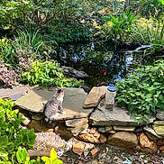 Acre joined the competition — help win amazing prizes! animal, bottle, cat, curious, daytime, fence, fish, garden, greenery, leaves, nature, outdoor, plants, pond, rocks, shadows, stone, sunlight, tabby_cat, water