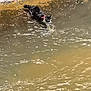 Acre joined the competition — help win amazing prizes! cat, water, animal, collar, river, muddy, outdoor, nature, wading, fur, pet, mammal, wildlife, ripples, adventure, curious, daytime, small_animal, walking, wet