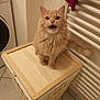 animal, bathroom, cat, cute, ears, feline, fluffy, fur, indoor, laundry_basket, mouth_open, orange_cat, pet, radiator, sitting, tail, tile_floor, towel, whiskers, wicker