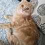 Simba participe au concours pour gagner de l'argent avec cette photo : animal, blanket, cat, cozy, cushion, cute, ears, eyes, feline, fluffy, fur, indoor, laying_down, orange_cat, pattern, pet, relaxing, soft, tabby_cat, whiskers