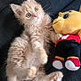 Simba participe au concours pour gagner de l'argent avec cette photo : animal, cat, curious, cute, dark_background, ears, fabric, fluffy, indoor, kitten, light, paws, pet, playful, plush_toy, small, soft_fur, toy, whiskers, young