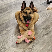 Issebelle joined the competition — help win amazing prizes! german_shepherd, dog, toy, plush_toy, indoor, floor, wooden_floor, pet, animal, tongue_out, happy, playing, home, living_room, collar, cute, smiling, ears_up, mammal, domestic_animal