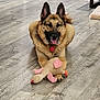 german_shepherd, dog, toy, plush_toy, indoor, floor, wooden_floor, pet, animal, tongue_out, happy, playing, home, living_room, collar, cute, smiling, ears_up, mammal, domestic_animal