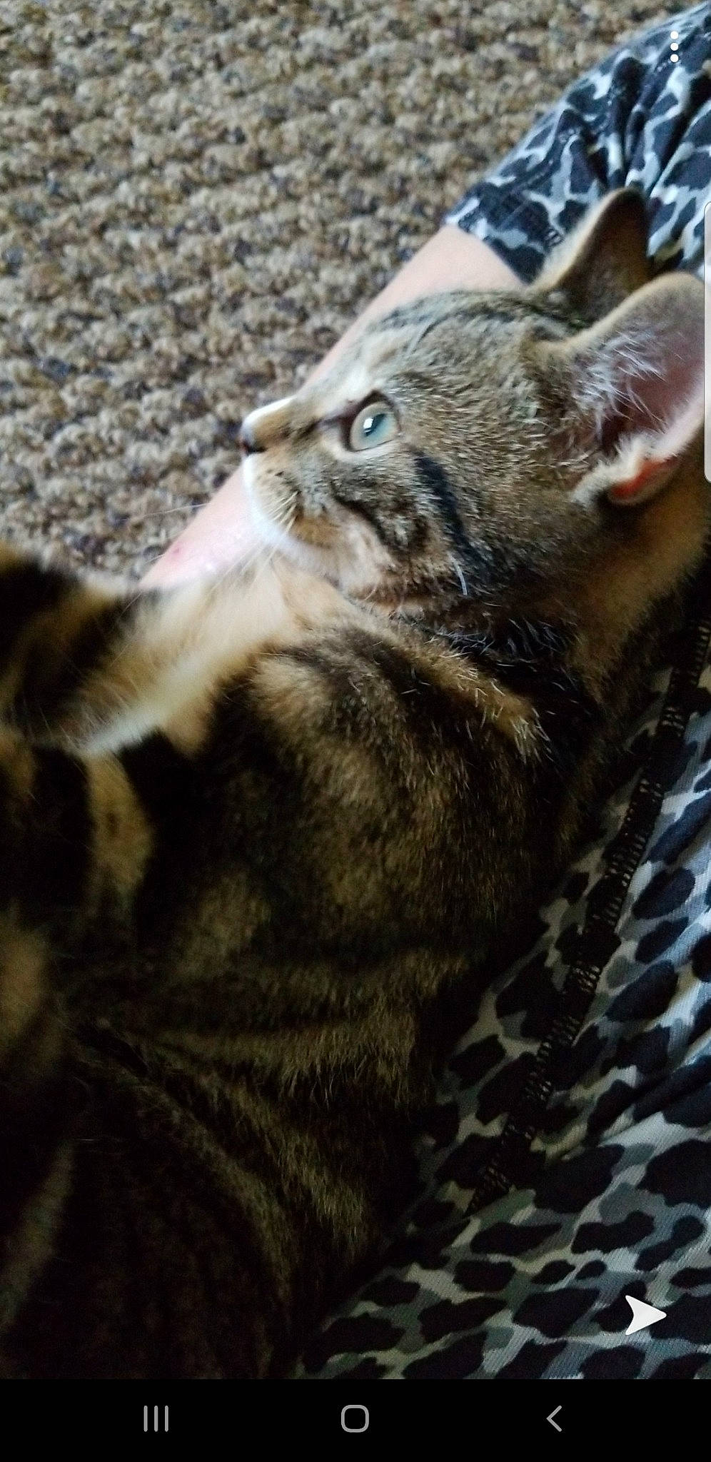 Azlyn is registered to the contest to win money with this photo: american_shorthair, asian, california_spangled, carnivore, cat, domestic_short_haired_cat, dragon_li, egyptian_mau, european_shorthair, felidae, kitten, mammal, ocicat, pixie_bob, small_to_medium_sized_cats, snout, sokoke, tabby_cat, vertebrate, whiskers