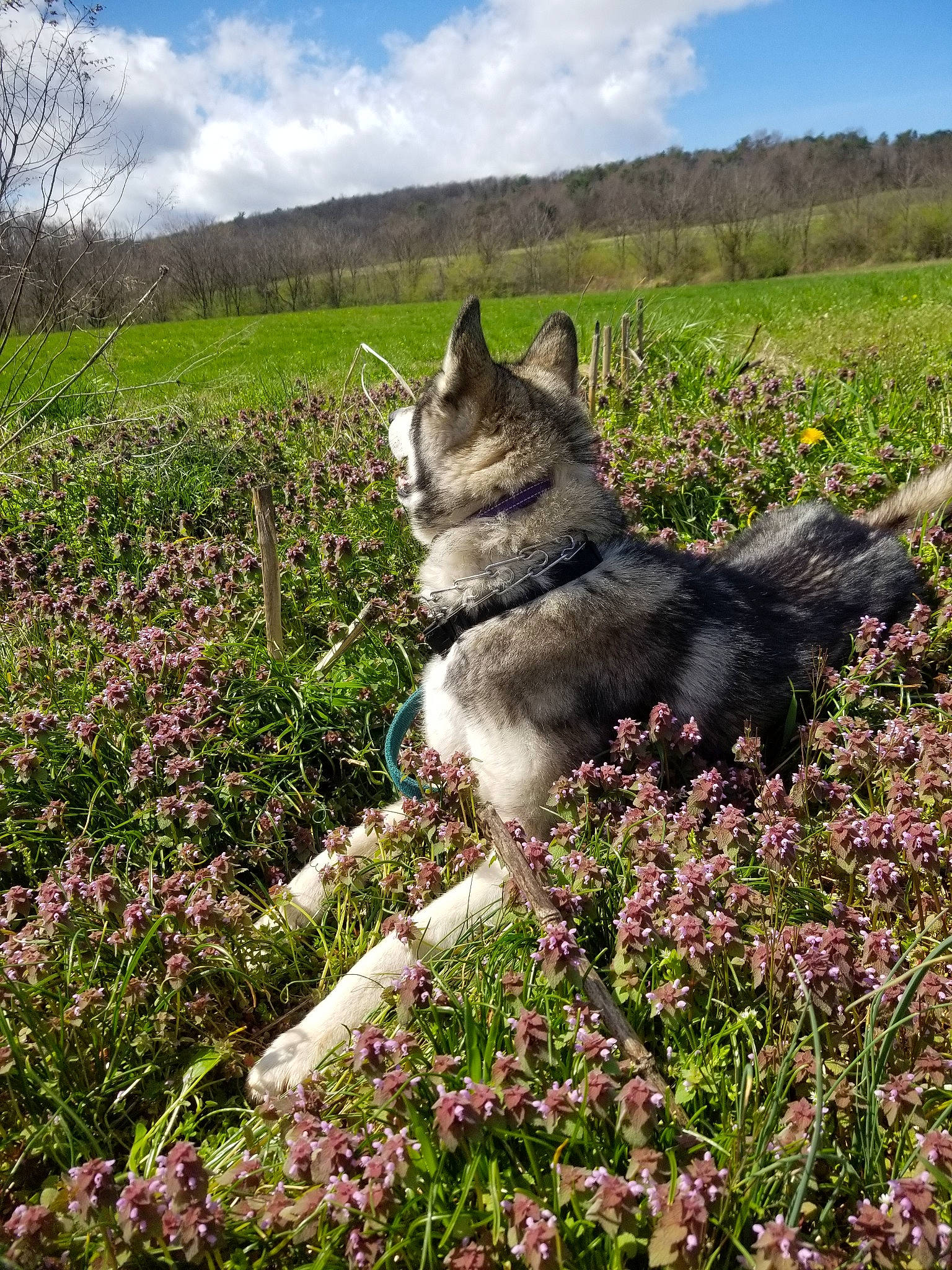 Zuri is registered to the contest to win money with this photo: alaskan_malamute, black_norwegian_elkhound, canidae, carnivore, czechoslovakian_wolfdog, dog, dog_breed, east_siberian_laika, jamthund, laika, mammal, northern_inuit_dog, norwegian_elkhound, plant, saarloos_wolfdog, siberian_husky, spring, swedish_vallhund, west_siberian_laika, wolfdog