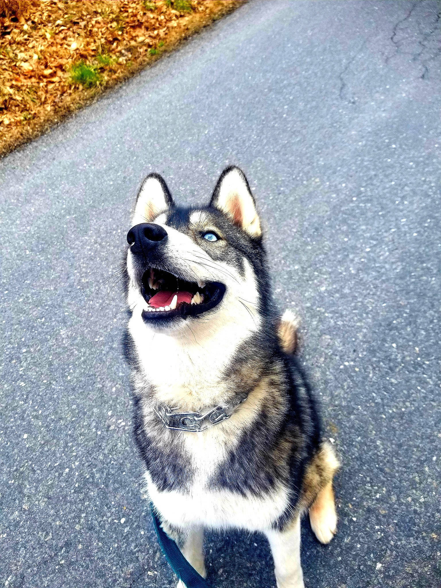 Zuri joined the competition — help win amazing prizes! alaskan_klee_kai, alaskan_malamute, canidae, carnivore, dog, dog_breed, mammal, northern_inuit_dog, rare_breed_dog, sakhalin_husky, siberian_husky, sky, sled_dog, snout, swedish_vallhund, tail, tamaskan_dog, vertebrate, wolfdog, working_dog