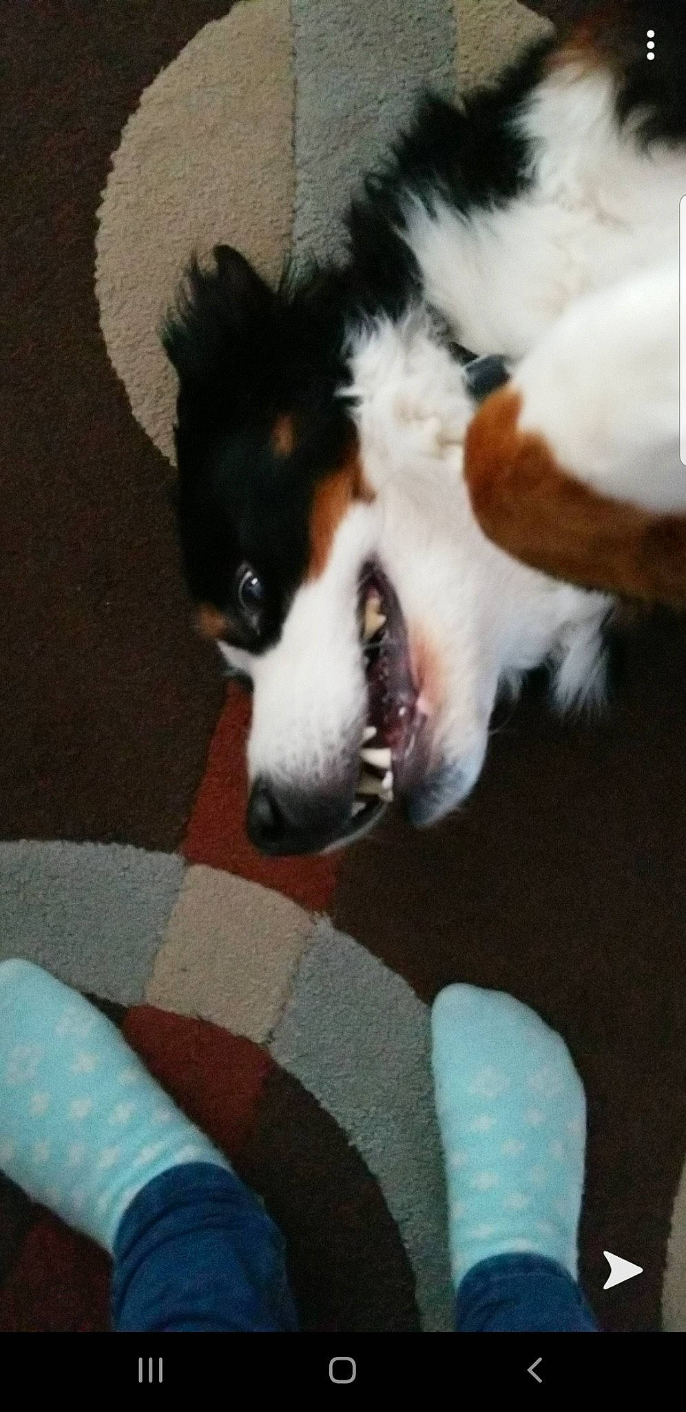 Riley is registered to the contest to win money with this photo: bernese_mountain_dog, canidae, carnivore, companion_dog, dog, dog_breed, mammal, puppy, sporting_group, vertebrate