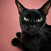 Jinx is registered to the contest to win money with this photo: black_cat, cat, green_eyes, close_up, pet, whiskers, feline, animal, portrait, indoor, fur, mammal, looking_at_camera, cute, domestic_animal, face, ears, nose, pink_background, alert