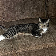 Jerry joined the competition — help win amazing prizes! animal, cat, comfortable, couch, cozy, domestic_cat, ears, fur, furniture, home, indoor, living_room, pet, relaxed, resting, striped, tabby_cat, whiskers, white_paws, yellow_eyes