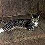 animal, cat, comfortable, couch, cozy, domestic_cat, ears, fur, furniture, home, indoor, living_room, pet, relaxed, resting, striped, tabby_cat, whiskers, white_paws, yellow_eyes