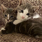 Rocky And Boots joined the competition — help win amazing prizes! kitten, cat, pet, animal, cute, feline, snuggling, cozy, carpet, gray, white, fur, young, domestic, whiskers, paw, closeup, indoor, two, companions