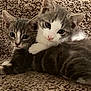 kitten, cat, pet, animal, cute, feline, snuggling, cozy, carpet, gray, white, fur, young, domestic, whiskers, paw, closeup, indoor, two, companions