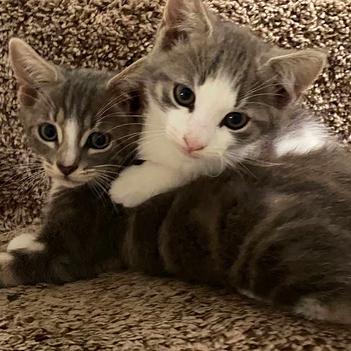Rocky And Boots joined the competition — help win amazing prizes! animal, carpet, cat, closeup, companions, cozy, cute, domestic, feline, fur, gray, indoor, kitten, paw, pet, snuggling, two, whiskers, white, young