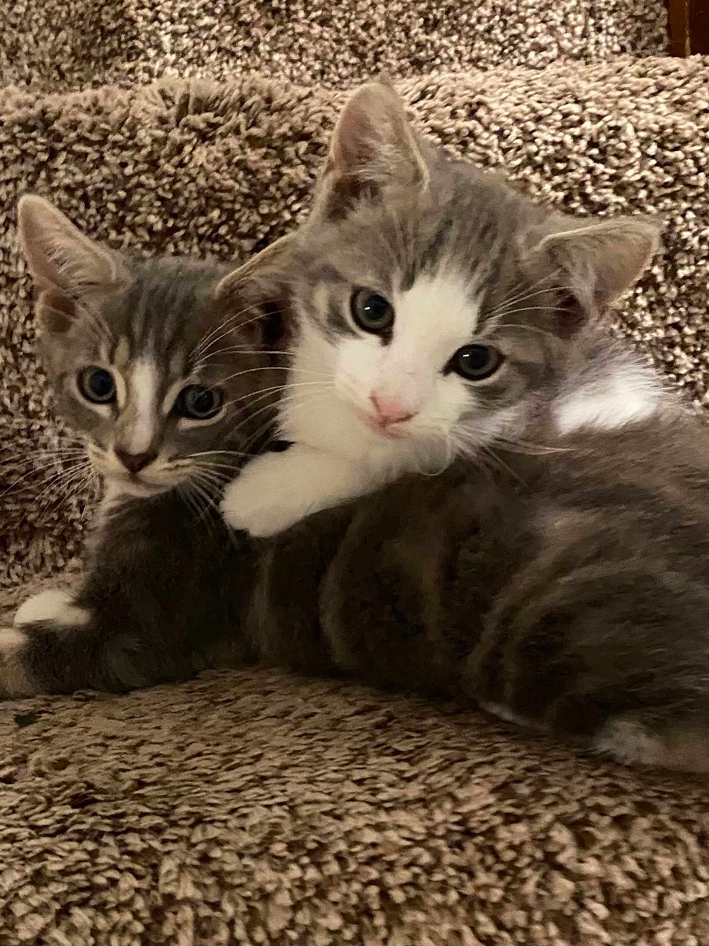 Rocky And Boots joined the competition — help win amazing prizes! kitten, cat, pet, animal, cute, feline, snuggling, cozy, carpet, gray, white, fur, young, domestic, whiskers, paw, closeup, indoor, two, companions
