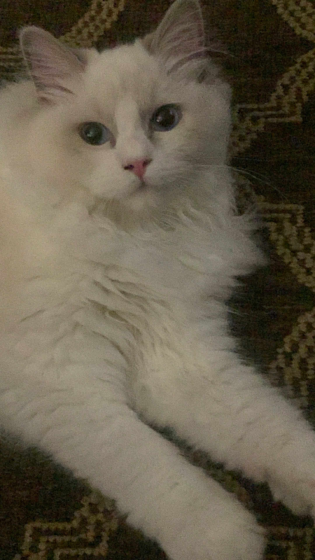 Lilabet joined the competition — help win amazing prizes! cat, white_cat, fluffy, blue_eyes, pet, animal, indoor, carpet, resting, fur, cute, mammal, whiskers, ears, pink_nose, domestic_animal, closeup, portrait, relaxed, laying_down