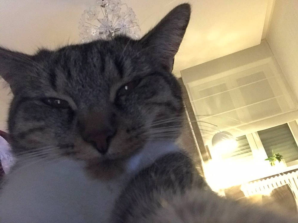 Andy participe au concours pour gagner de l'argent avec cette photo : aegean_cat, american_wirehair, asian, carnivore, cat, domestic_short_haired_cat, dragon_li, european_shorthair, eye, felidae, fur, mammal, nose, ojos_azules, polydactyl_cat, small_to_medium_sized_cats, snout, tabby_cat, vertebrate, whiskers