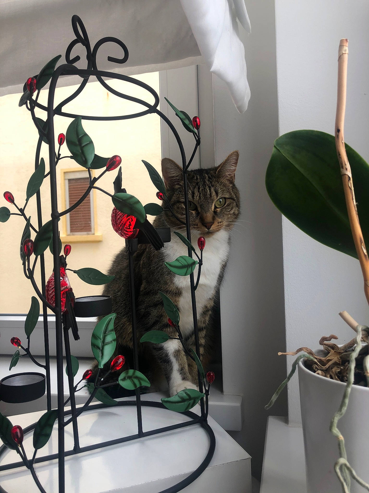 Andy a rejoint le concours — aidez-le/la à gagner de superbes lots ! cat, felidae, floral_design, flower, herbaceous_plant, houseplant, iron, metal, plant, small_to_medium_sized_cats, whiskers