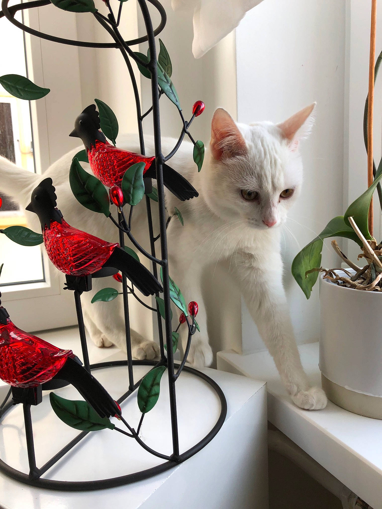 Misty participe au concours pour gagner de l'argent avec cette photo : aegean_cat, carnivore, cat, colorpoint_shorthair, domestic_short_haired_cat, european_shorthair, felidae, flower, houseplant, interior_design, khao_manee, kitten, plant, small_to_medium_sized_cats, whiskers, white, window