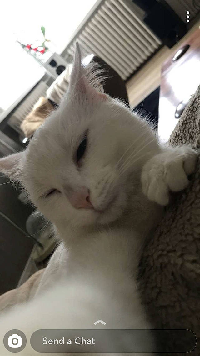 Misty participe au concours pour gagner de l'argent avec cette photo : asian, burmilla, carnivore, cat, domestic_short_haired_cat, ear, felidae, fur, khao_manee, kitten, nose, small_to_medium_sized_cats, turkish_angora, turkish_van, whiskers