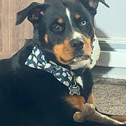 Adonis joined the competition — help win amazing prizes! dog, bow_tie, toy, carpet, indoor, pet, chew_toy, black_fur, brown_fur, white_markings, two_toned_eyes, relaxed, lying_down, collar, bone_shaped_toy, furniture, decor, domestic_animal, companion, cute