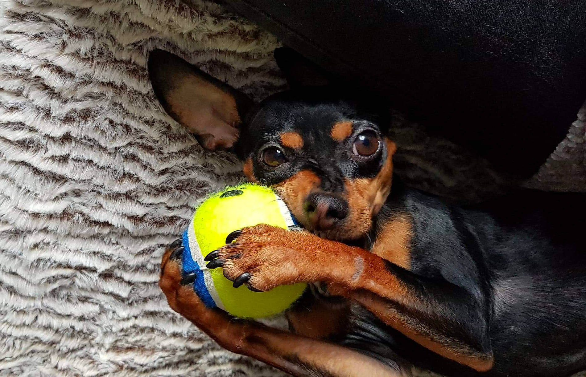 Kika participe au concours pour gagner de l'argent avec cette photo : austrian_black_and_tan_hound, black_and_tan_terrier, canidae, carnivore, dog, dog_breed, german_pinscher, mammal, manchester_terrier, miniature_pinscher, pinscher, prazsky_krysarik, puppy, russkiy_toy, snout, sporting_group, toy_dog, toy_manchester_terrier, transylvanian_hound, vertebrate