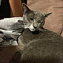 Smokey And Panzas joined the competition — help win amazing prizes! animal, cat, closeup, couch, cozy, cute, domestic_animal, fabric, feline, fur, gray_cat, indoor, mammal, one_animal, pet, relaxed, resting, sofa, whiskers, winking