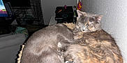 Smokey And Panzas joined the competition — help win amazing prizes! animal, cat, cat_tree, cats, companion, cozy, cute, domestic, feline, fur, gray_cat, indoor, pet, relaxing, resting, sleeping, snuggling, tortoiseshell_cat, two_animals, wall