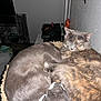 animal, cat, cat_tree, cats, companion, cozy, cute, domestic, feline, fur, gray_cat, indoor, pet, relaxing, resting, sleeping, snuggling, tortoiseshell_cat, two_animals, wall