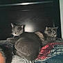 Smokey And Panzas joined the competition — help win amazing prizes! animal, bed, candid, cat, cats, cozy, domestic_animal, feline, fur, gray_cat, headboard, home, indoor, pet, relaxed, resting, sleepy, tortoiseshell_cat, two_cats, whiskers