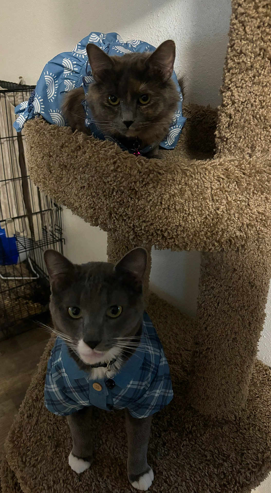 Smokey And Panzas