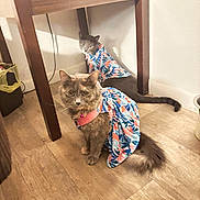 Smokey And Panzas joined the competition — help win amazing prizes! animal, cat, cats, collar, cute, domestic_animal, ears, floor, floral_dress, furniture, household, indoor, looking_at_camera, pet, pet_clothing, table, tail, two_animals, whiskers, wooden_floor