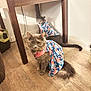 animal, cat, cats, collar, cute, domestic_animal, ears, floor, floral_dress, furniture, household, indoor, looking_at_camera, pet, pet_clothing, table, tail, two_animals, whiskers, wooden_floor