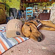 Gaïa a rejoint le concours — aidez-le/la à gagner de superbes lots ! baseball_cap, blanket, brown, cap, chair, couch, cozy, dog, heart_pattern, home_decor, indoor, pet, plant, quiet, relaxation, rustic, sleeping, striped_fabric, table, wooden_furniture
