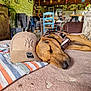 baseball_cap, blanket, brown, cap, chair, couch, cozy, dog, heart_pattern, home_decor, indoor, pet, plant, quiet, relaxation, rustic, sleeping, striped_fabric, table, wooden_furniture