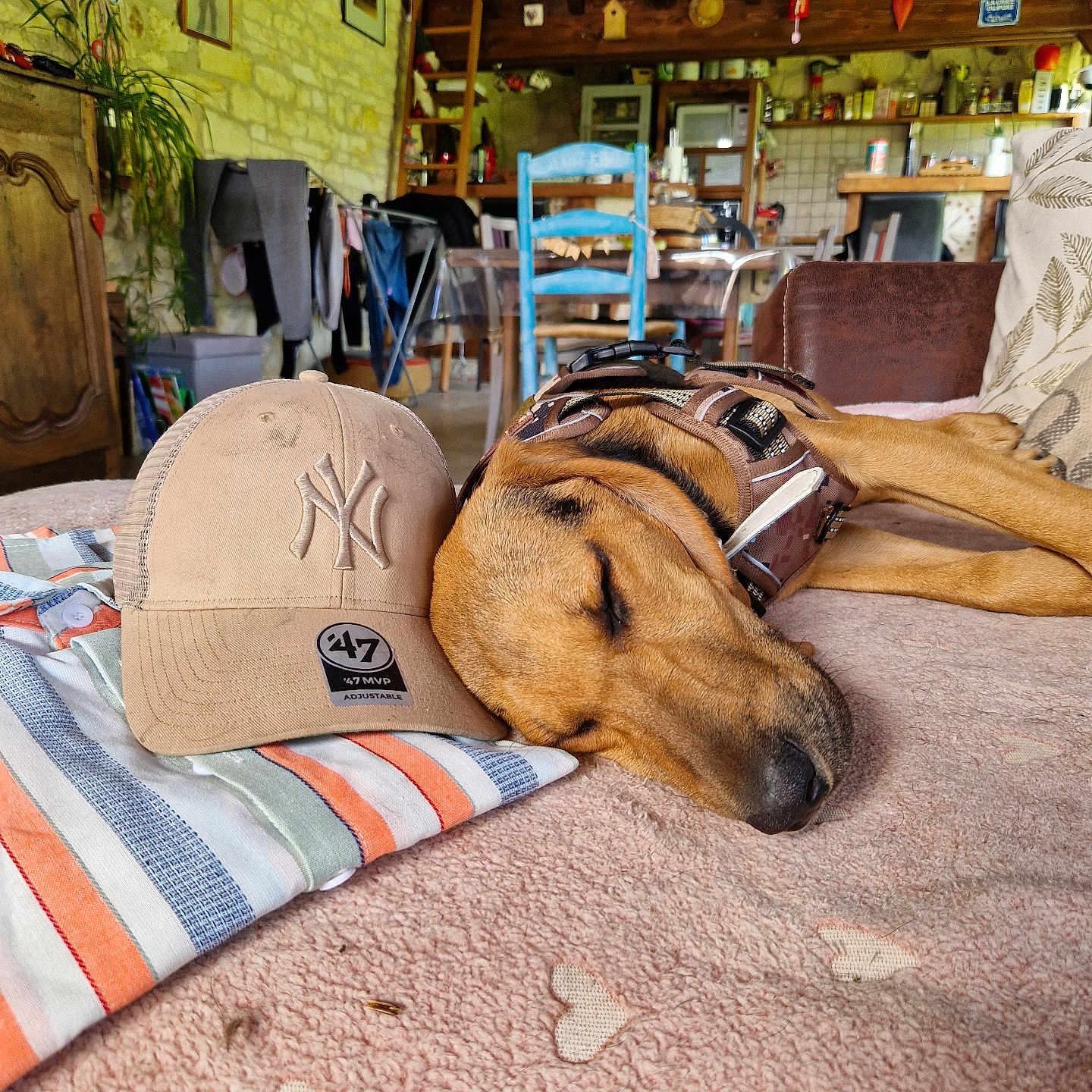 Gaïa a rejoint le concours — aidez-le/la à gagner de superbes lots ! baseball_cap, blanket, brown, cap, chair, couch, cozy, dog, heart_pattern, home_decor, indoor, pet, plant, quiet, relaxation, rustic, sleeping, striped_fabric, table, wooden_furniture