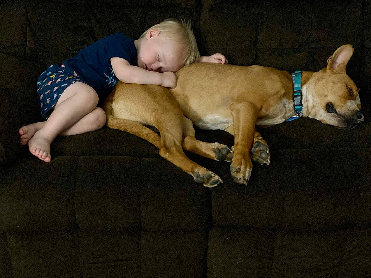 Stokes is registered to the contest to win money with this photo: baby, barechested, carnivore, comfort, companion_dog, couch, dog, dog_breed, dog_supply, fawn, human_leg, knee, lap, paw, street_dog, tail, thigh, toddler, toy_dog, working_animal