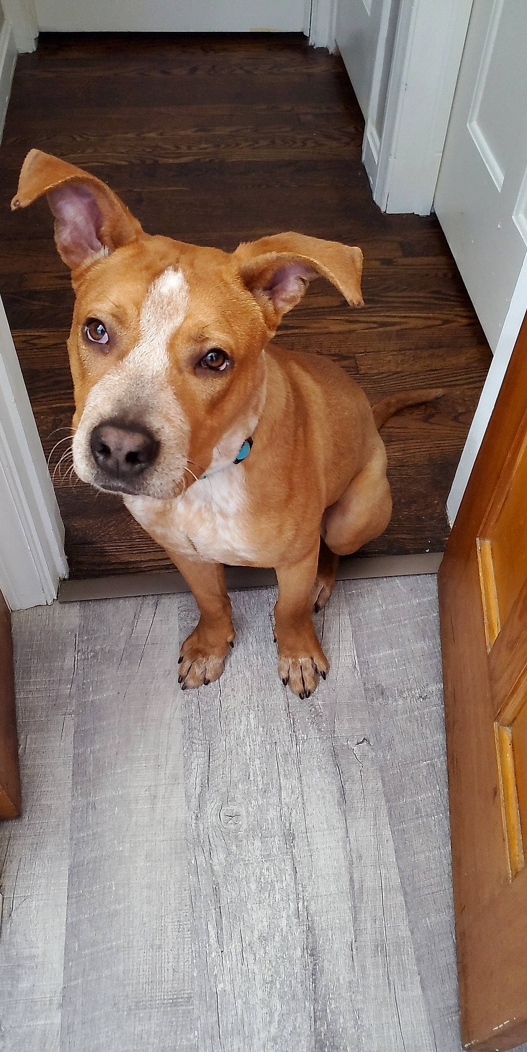 Stokes is registered to the contest to win money with this photo: canidae, carnivore, chest_of_drawers, companion_dog, dog, dog_breed, flooring, hardwood, non_sporting_group, plywood, snout, sporting_group, varnish, whiskers, wood, wood_stain, working_animal