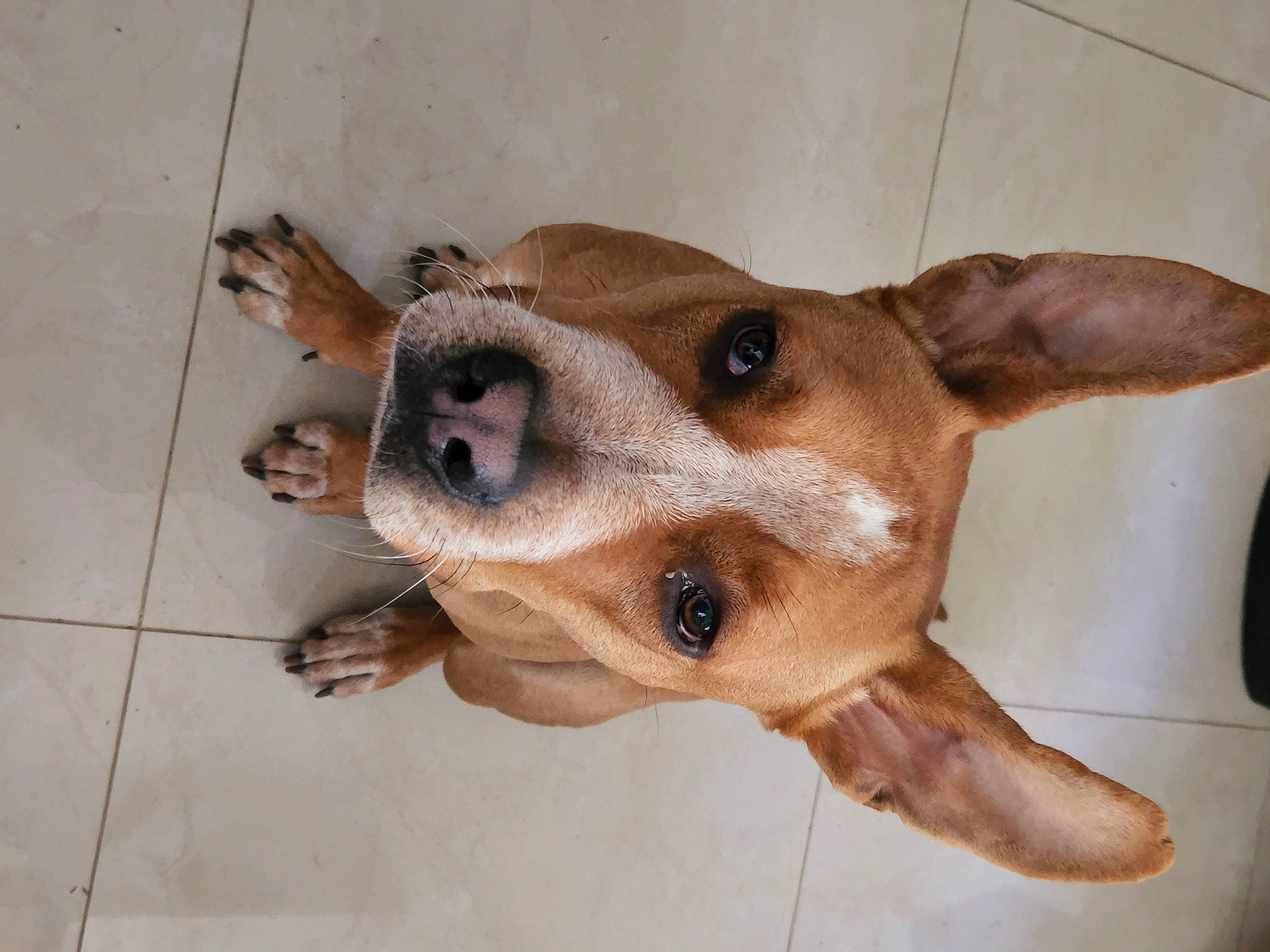 Stokes joined the competition — help win amazing prizes! canidae, carnivore, companion_dog, dog, dog_breed, ear, fawn, fur, liver, non_sporting_group, paw, snout, sporting_group, street_dog, whiskers, wood, working_animal