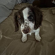 Mudslide is registered to the contest to win money with this photo: puppy, dog, bed, indoor, pet, cute, animal, fur, young, looking_up, brown_and_white, whiskers, ears, soft_texture, sleepy, curious, small, domestic, companion, adorable